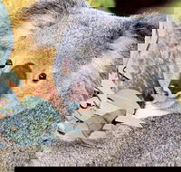 Perth Zoo General Entry Ticket and Sightseeing Cruise - Sunshine Coast Tourism