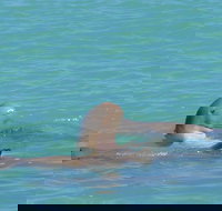 Snubfin Dolphin Eco Cruise from Broome - Sunshine Coast Tourism