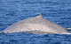 Blue Whale Perth Canyon Expedition - thumb 1