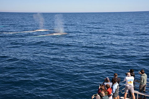 Blue Whale Perth Canyon Expedition - Sunshine Coast Tourism 0