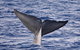 Blue Whale Perth Canyon Expedition - thumb 11