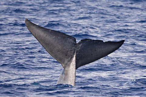 Blue Whale Perth Canyon Expedition - Sunshine Coast Tourism 11