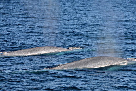 Blue Whale Perth Canyon Expedition - Sunshine Coast Tourism 8