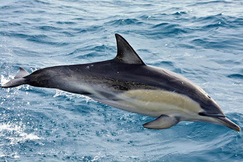 Blue Whale Perth Canyon Expedition - Sunshine Coast Tourism 7