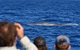 Blue Whale Perth Canyon Expedition - thumb 13
