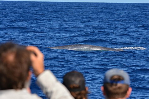 Blue Whale Perth Canyon Expedition - Sunshine Coast Tourism 13