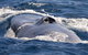 Blue Whale Perth Canyon Expedition - thumb 3