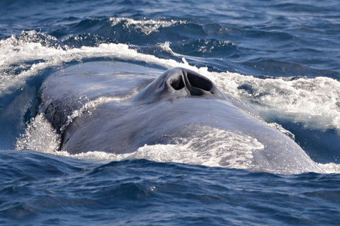 Blue Whale Perth Canyon Expedition - Sunshine Coast Tourism 3