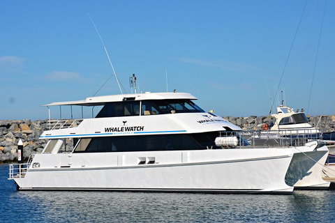 Blue Whale Perth Canyon Expedition - Sunshine Coast Tourism 6