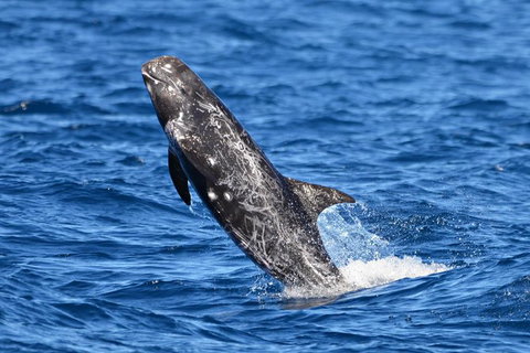 Blue Whale Perth Canyon Expedition - Sunshine Coast Tourism 10