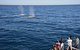 Blue Whale Perth Canyon Expedition - thumb 2