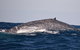 Blue Whale Perth Canyon Expedition - thumb 9