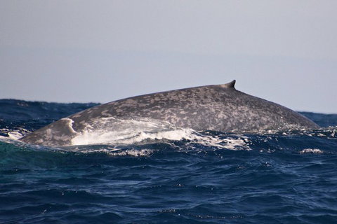 Blue Whale Perth Canyon Expedition - Sunshine Coast Tourism 9