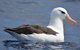 Blue Whale Perth Canyon Expedition - thumb 5