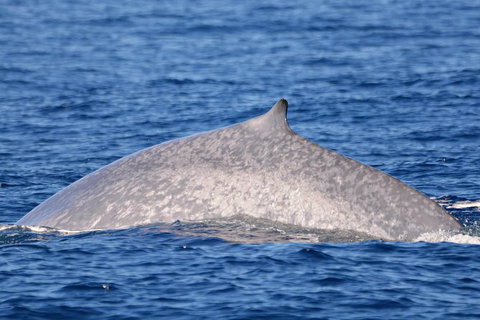 Blue Whale Perth Canyon Expedition - Sunshine Coast Tourism 12