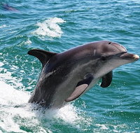 Half-Day Mandurah Canals  Dolphin Watch Tour - Sunshine Coast Tourism