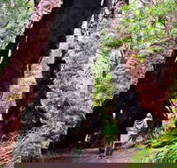 Margaret River Wineries Caves Ocean and Karri - Air  Ground Tour - Sunshine Coast Tourism