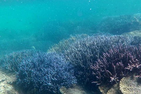 Abrolhos Island Half Day Fly And Flipper - Sunshine Coast Tourism 1