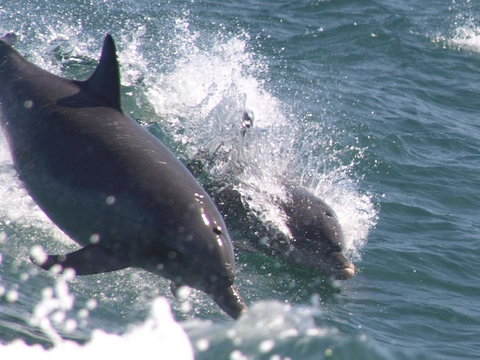 Swim With Dolphins Day Trip From Perth - Sunshine Coast Tourism 2