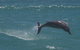 Swim With Dolphins Day Trip From Perth - thumb 3