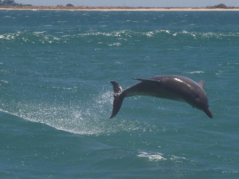 Swim With Dolphins Day Trip From Perth - Sunshine Coast Tourism 3