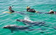 Swim With Dolphins Day Trip From Perth - thumb 0