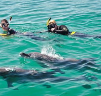 Swim with Dolphins Day Trip from Perth - Sunshine Coast Tourism