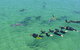 Swim With Dolphins Day Trip From Perth - thumb 1