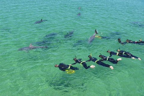Swim With Dolphins Day Trip From Perth - Sunshine Coast Tourism 1