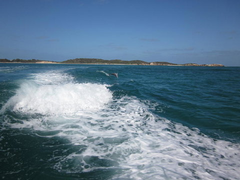 Swim With Dolphins Day Trip From Perth - Sunshine Coast Tourism 4