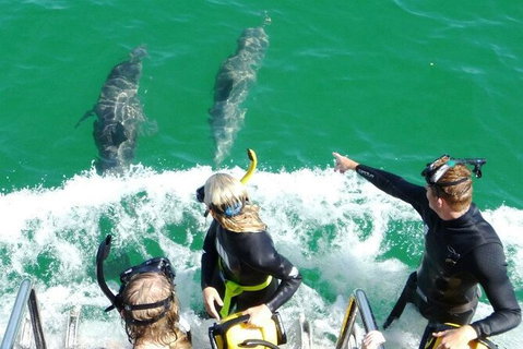 Swim With Dolphins Day Trip From Perth - Sunshine Coast Tourism 8