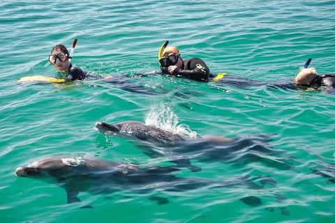 Swim With Dolphins Day Trip From Perth - Sunshine Coast Tourism 5