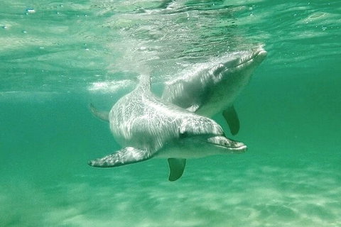 Swim With Dolphins Day Trip From Perth - Sunshine Coast Tourism 10