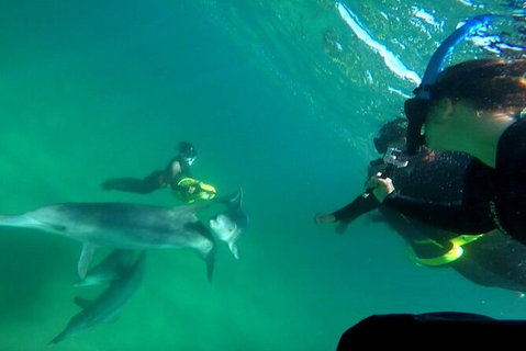 Swim With Dolphins Day Trip From Perth - Sunshine Coast Tourism 9