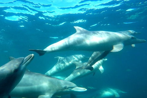Swim With Dolphins Day Trip From Perth - Sunshine Coast Tourism 7