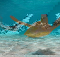 Turtle Eco Adventure Tour in Exmouth - Sunshine Coast Tourism