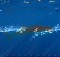 Private Whale Shark or Humpback Whale Swimming Tour - Sunshine Coast Tourism