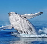 Whale Watching Dunsborough - Sunshine Coast Tourism