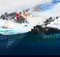 VIP luxury chartered escapes exploring the reef at your own pace - Sunshine Coast Tourism