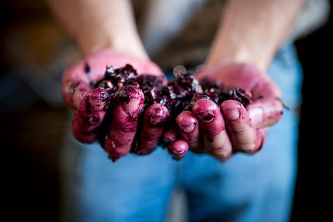 Cape Mentelle Behind The Scenes Tour With Food & Wine Pairing - Sunshine Coast Tourism 7