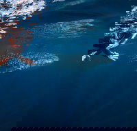 Deluxe WhaleShark Swim Tour on the Ningaloo Reef from Exmouth - Sunshine Coast Tourism