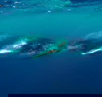 Humpback Whale Swim Tour - Sunshine Coast Tourism