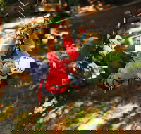 Trees Adventure Lane Poole Park - Treetop  Zipline Experience - Holiday Sunshine Coast