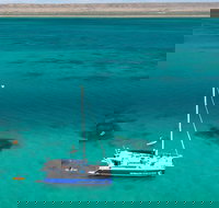 Whale Shark Swim by Catamaran in Shoulder Season - Sunshine Coast Tourism