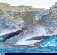 Jet Boat Whale Watching Safari from Dunsborough - Sunshine Coast Tourism
