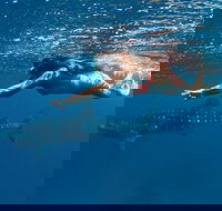 Swim with Whale Sharks - Ningaloo Reef - 3 Islands Whale Shark Dive - Sunshine Coast Tourism