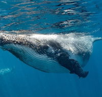 Swim with Humpback Whales - Ningaloo Reef - 3 Islands Whale Shark Dive - Sunshine Coast Tourism