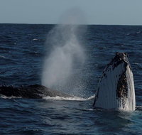 Perth Whale-Watching Cruise from Hillarys Boat Harbour - Sunshine Coast Tourism
