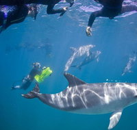 Swim with Wild Dolphins - Sunshine Coast Tourism