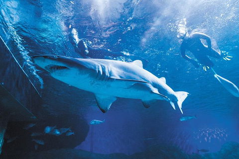 AQWA The Aquarium Of Western Australia: General Admission - Sunshine Coast Tourism 9